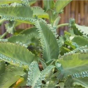 The Little Plant That Could
Mystery Box